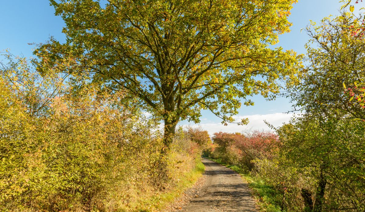 Finding Quiet Footpaths Through the Chilterns Without a Map